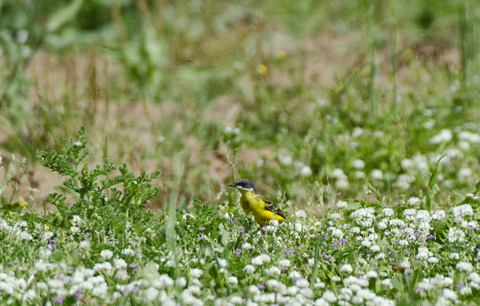 Cutrettola, quale sottospecie?